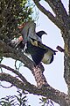 Kererū New Zealand Pigeons Mating (3 of 4).jpg