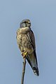 Kestrel (Falco tinnunculus) male Farmoor.jpg