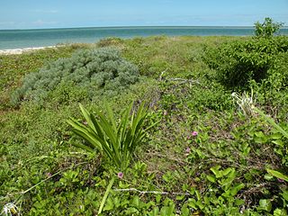 <span class="mw-page-title-main">Key West National Wildlife Refuge</span> United States National Wildlife Refuge in Florida