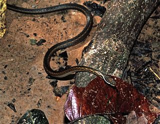 <i>Hebius khasiensis</i> Species of snake