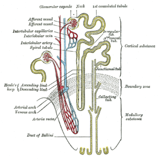 Papillary duct