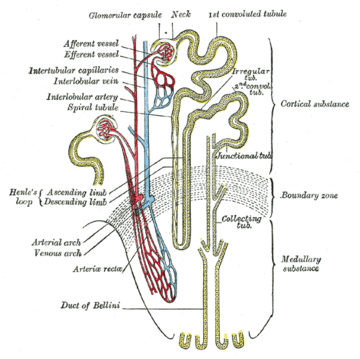 File:Kidney-Tubules.gif