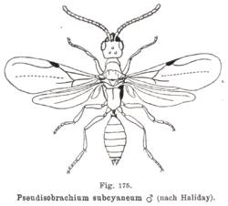 Kieffer - Pseudisobrachium subcyaneum male.png