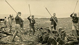 <span class="mw-page-title-main">Seal hunting</span> Personal or commercial hunting of marine mammal