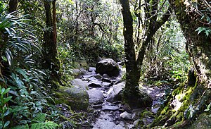 Kinabalu: Name, Geologie, Vegetation