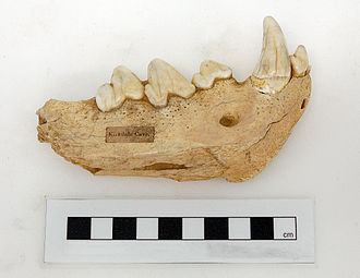 Kirkdale Cave Hyena mandible now in the Yorkshire Museum Kirkdale Cave Hyena mandible YORYM G1201.JPG