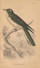 Klaas's Cuckoo