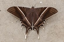Kuala Lumpur Malezya Tropical-Swallowtail-Moth-01.jpg