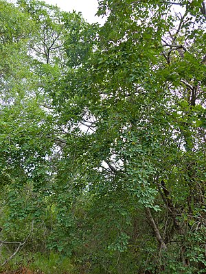 Kudu-berry (Pseudolachnostylis maprouneifolia) (11907355405).jpg