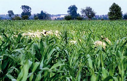 Albons (Baix Empordà), 24 de juliol de 2001