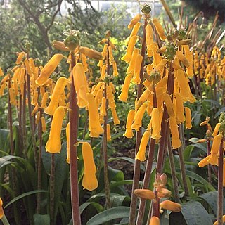 <i>Lachenalia</i> Genus of flowering plants