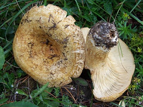 Грузди фото и описание. Правский груздь. Груздь жёлтый Lactarius scrobiculatus. Ольховый груздь. Пластинчатые грибы грузди.