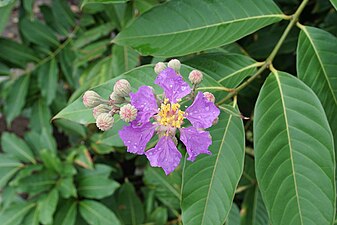 (Lagerstroemia speciosa)