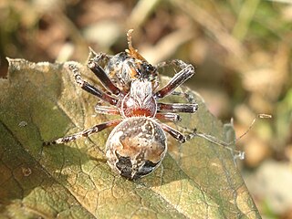 <i>Larinioides patagiatus</i> Species of spider