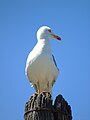 Larus michahellis Gaviota patiamarilla