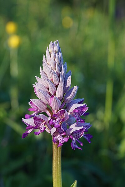 File:Lauda - Oberlauda - Streuobstwiesen im NW - Helm-Knabenkraut - Blüte 12.jpg