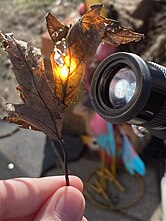 A makeshift burning glass, using the eyepiece of a telescope, being used to burn a leaf. Leaf being burned with telescope.jpg