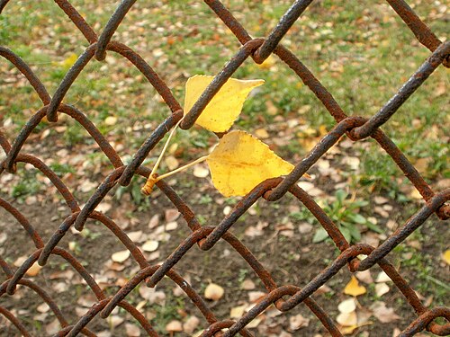 Leaves in the net
