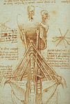 Anatomie van de nek, ca. 1515