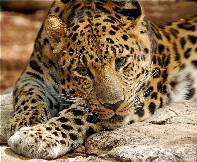 File:Leopardblue.jpg - Wikipedia