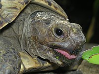 Leopard tortoise eating plant material Leotortoise2.jpg