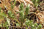 Lepidium latipes üçün miniatür