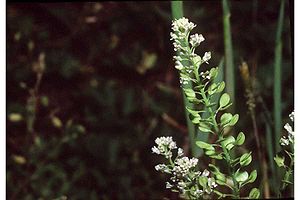 Lepidium virginicum