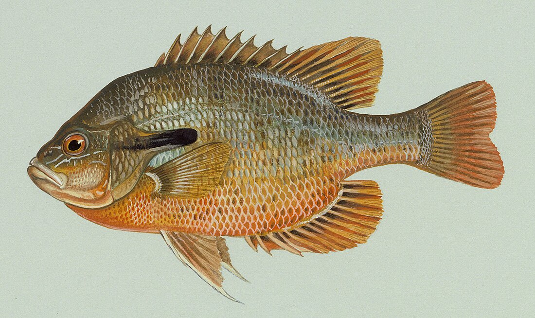 Lepomis auritus