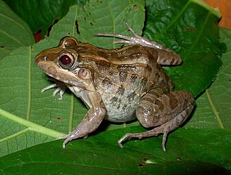 Leptodactylus macrosternum, présent dans la province de Misiones et dans les régions voisines.