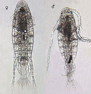 <i>Leptodiaptomus ashlandi</i> Species of crustacean