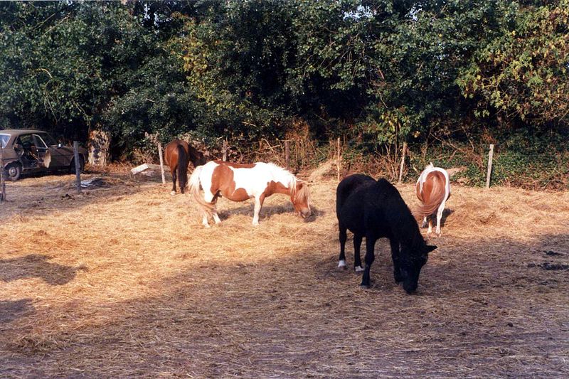 File:Les poneys (3205940972).jpg