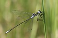 Lestes sponsa, ♂