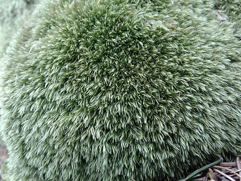 File:Leucobryum juniperoideum (c, 144527-474618) 7463.JPG