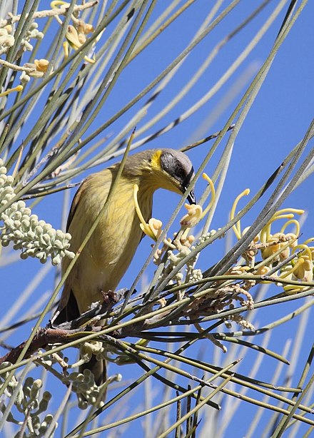 An adult grey-headed honeyeater feeding. Lichenostomus keartlandi g2g2 - Christopher Watson.jpg