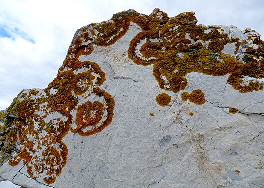 Lichens on rocks