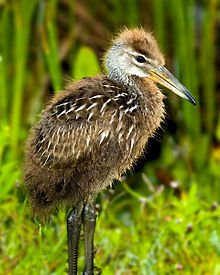 Juvenile limpkin Limpkin Juvenile.jpg