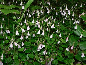 Linnaea borealis