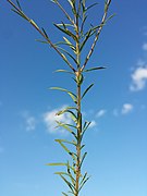 Linum tenuifolium sl18.jpg