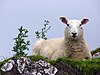 Πρόβατο και γαϊδουράγκαθο