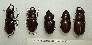 <i>Lucanus capreolus</i> Species of beetle