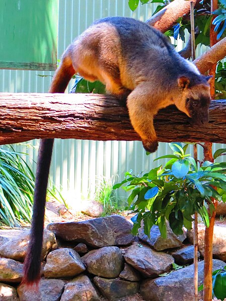 File:Lumholtz's tree kangaroo-02.JPG