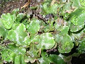 Living Lunularia, or crescent-cup liverwort Lunularia cruciata.jpg