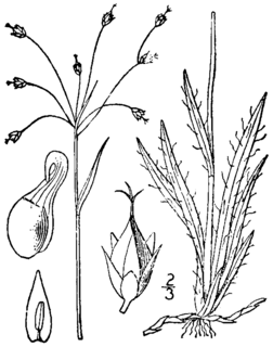 <i>Luzula acuminata</i> Species of flowering plant in the rush family Juncaceae