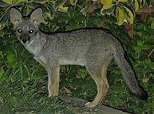 Sechura fox Lycalopex sechurae in Peru 2 (cropped).jpg