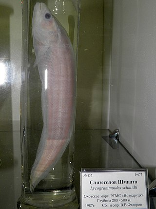 <i>Lycogrammoides</i> Monospecific genus of marine ray-finned fish