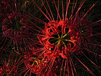 Lycoris radiata spiderlily higanbana DSCN9311.JPG