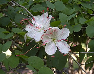 <i>Lysiphyllum</i> Genus of legumes