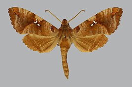 Maassenia heydeni