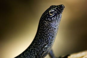 Descrierea imaginii Mabuia Noronha Skink.jpg.