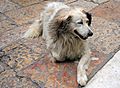 Macedonia-An old and tired street dog (26566031963).jpg